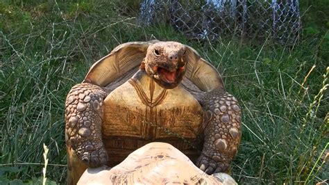zootube porn|Newest Animal Porn Videos .